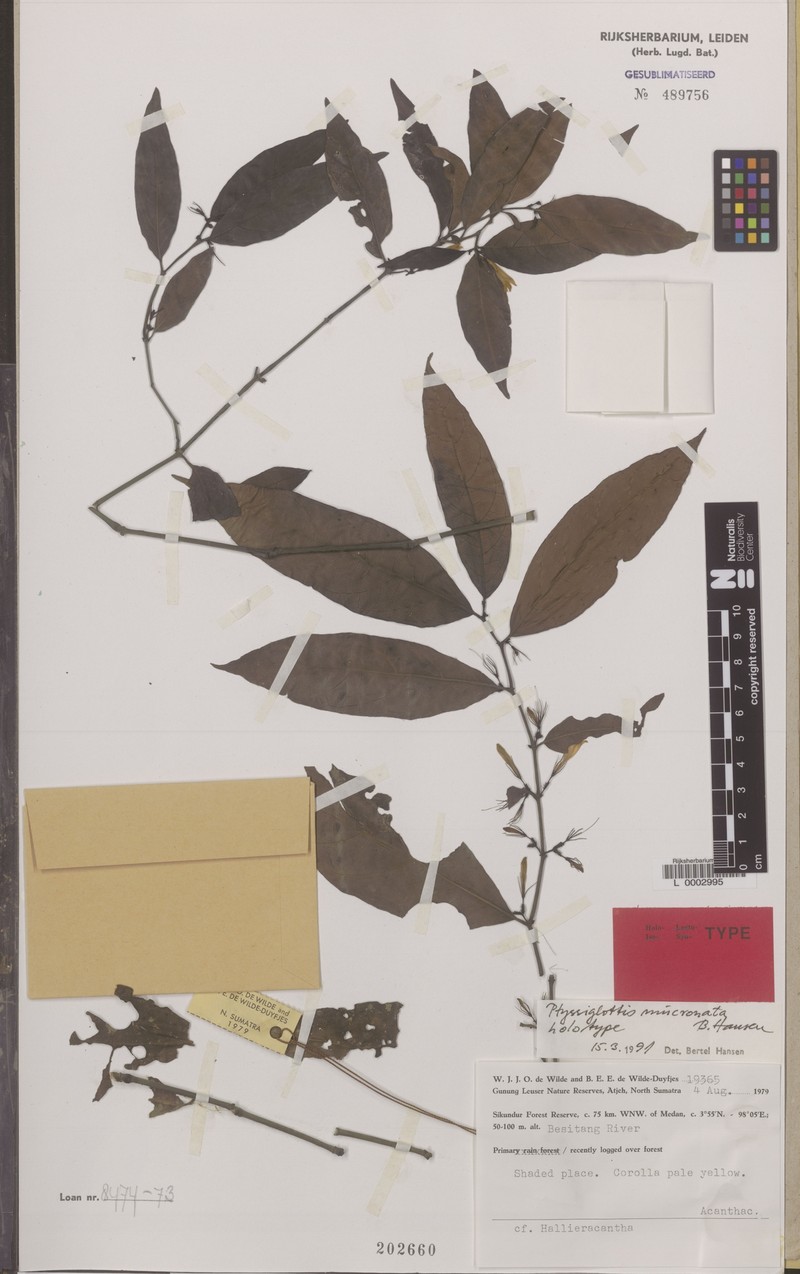 Ptyssiglottis mucronata photo 2