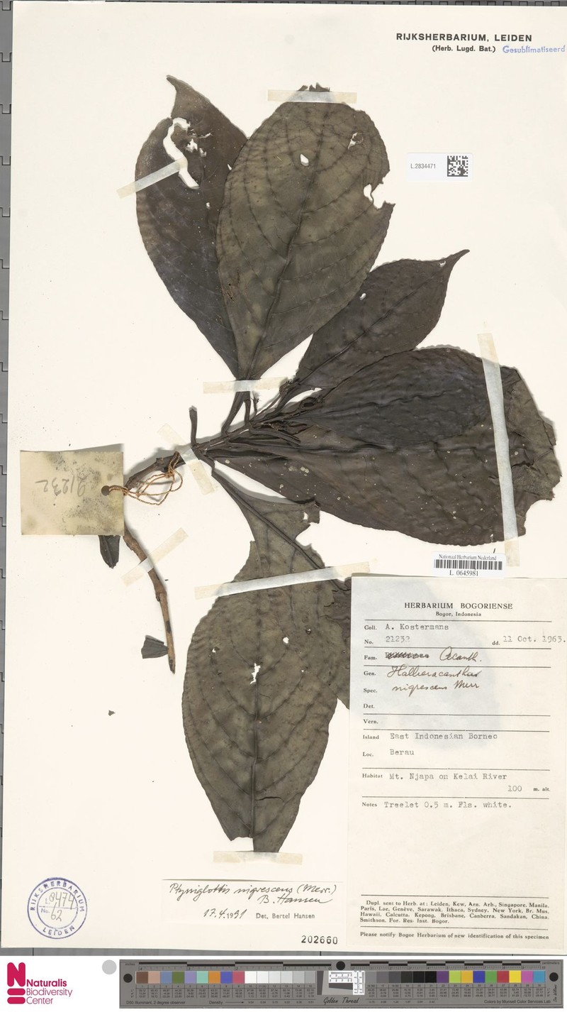 Ptyssiglottis nigrescens