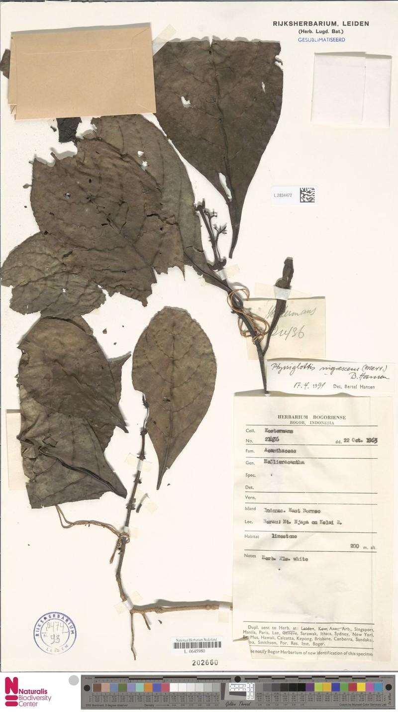 Ptyssiglottis nigrescens photo 2
