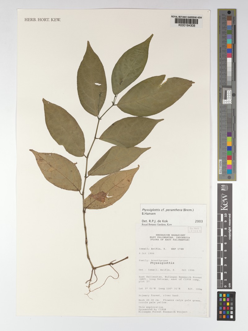 Ptyssiglottis peranthera