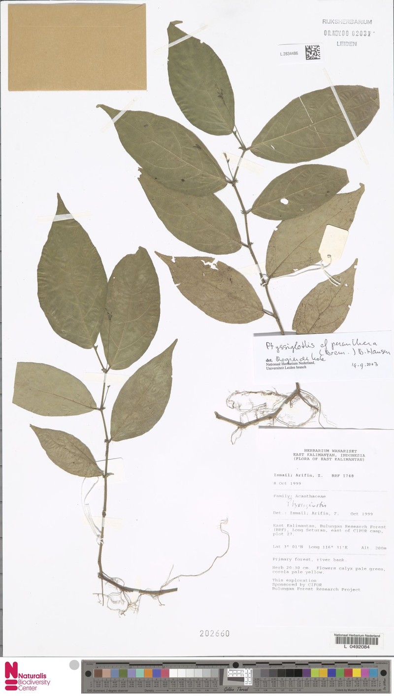 Ptyssiglottis peranthera photo 2