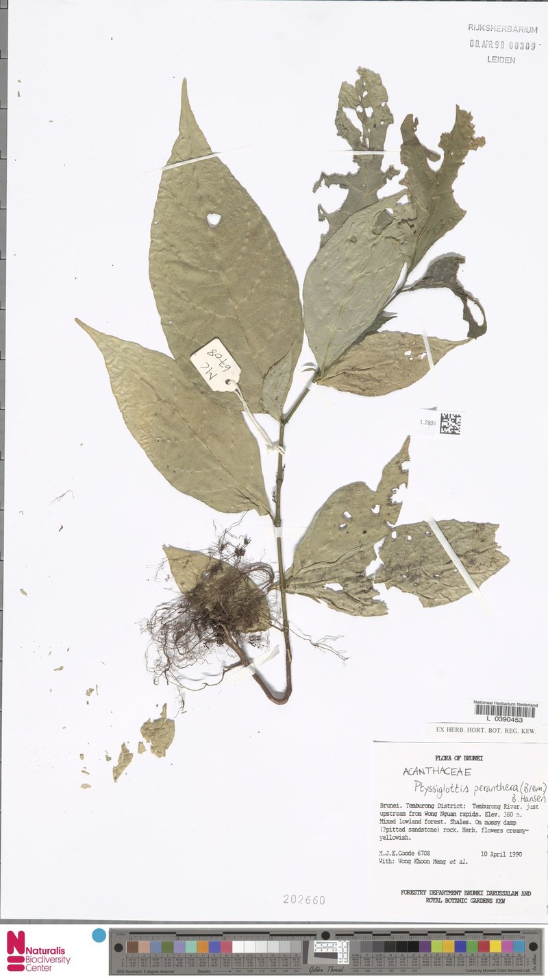 Ptyssiglottis peranthera photo 3