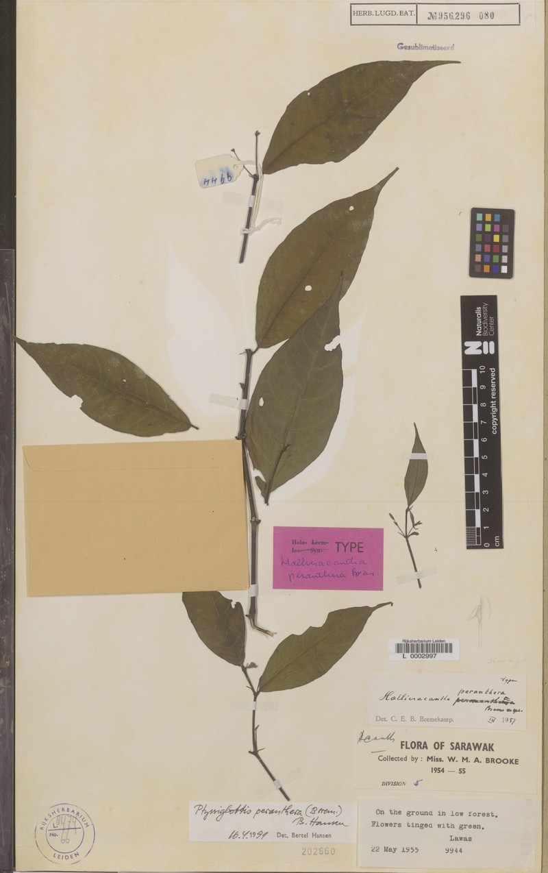 Ptyssiglottis peranthera photo 4