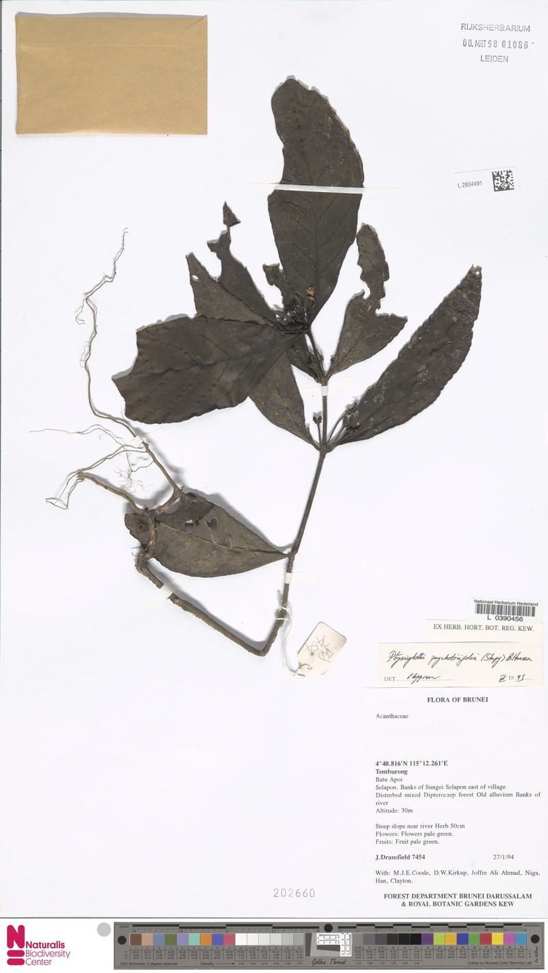 Ptyssiglottis psychotriifolia