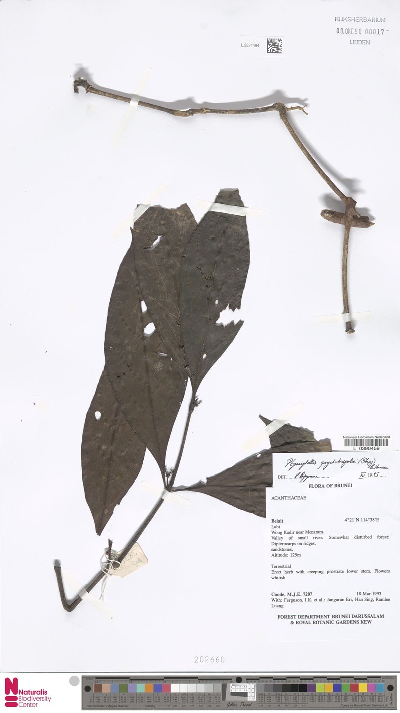 Ptyssiglottis psychotriifolia photo 2