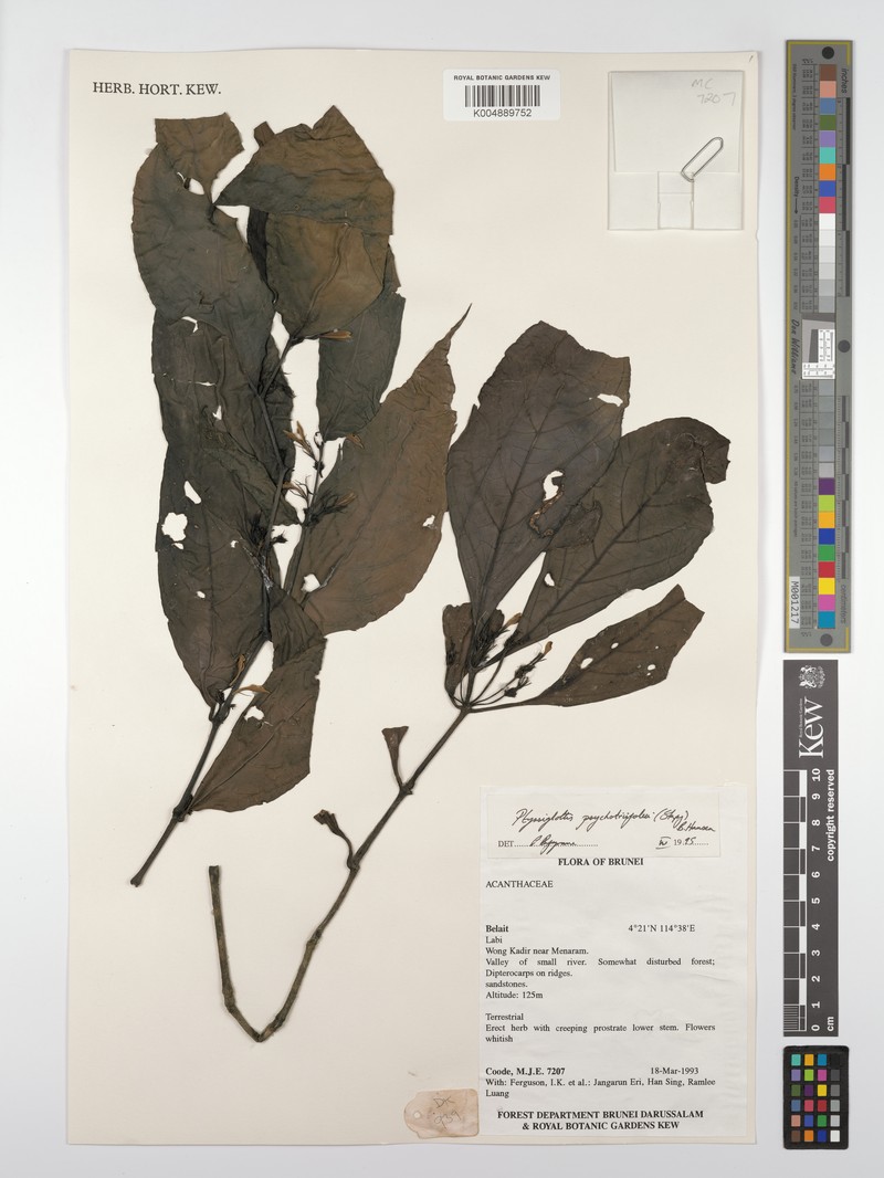 Ptyssiglottis psychotriifolia photo 3