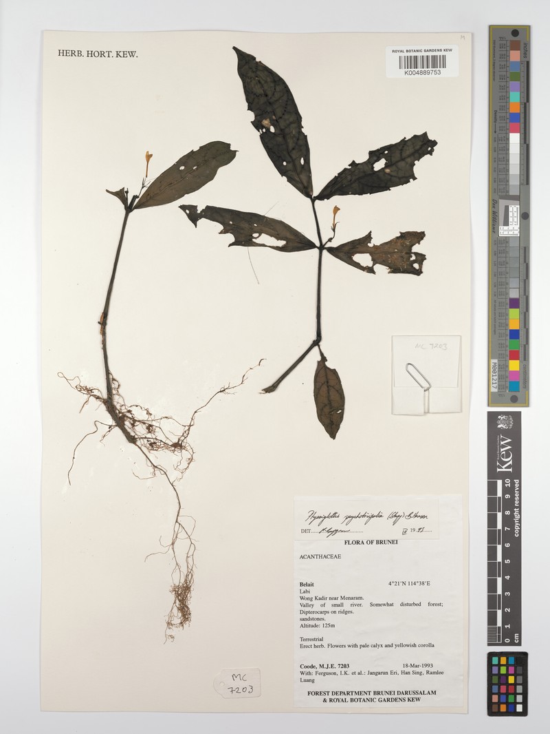 Ptyssiglottis psychotriifolia photo 4