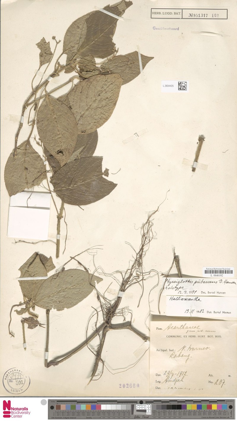 Ptyssiglottis pubescens