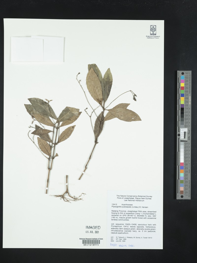 Ptyssiglottis pubisepala