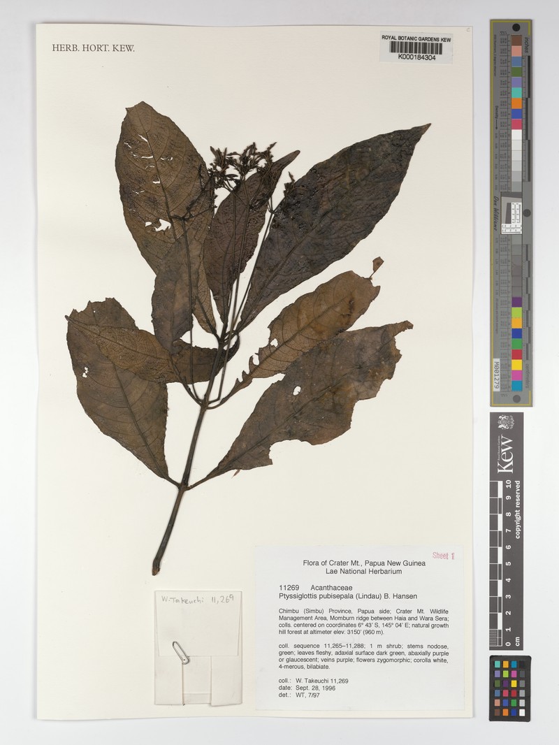 Ptyssiglottis pubisepala photo 2