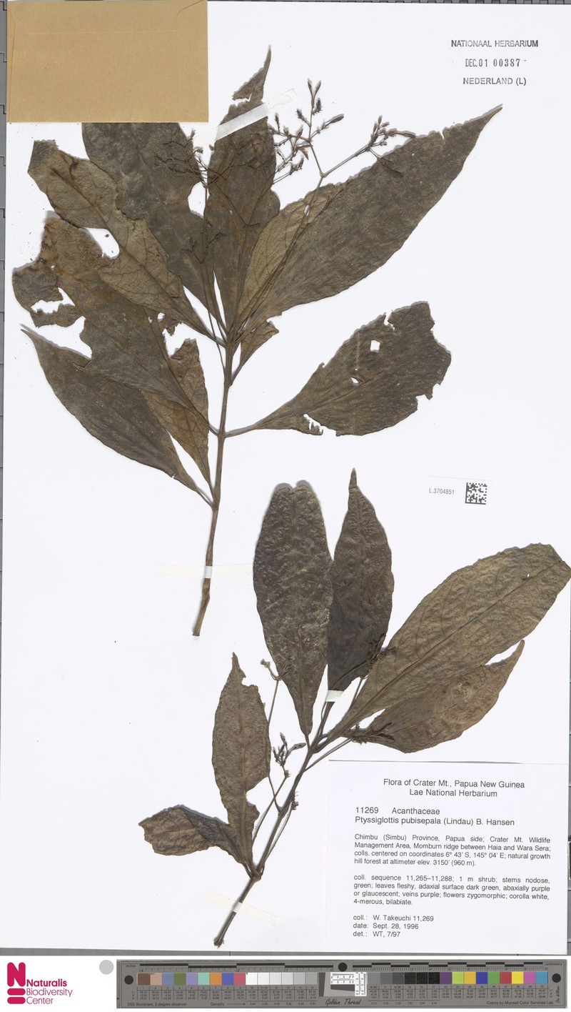 Ptyssiglottis pubisepala photo 3