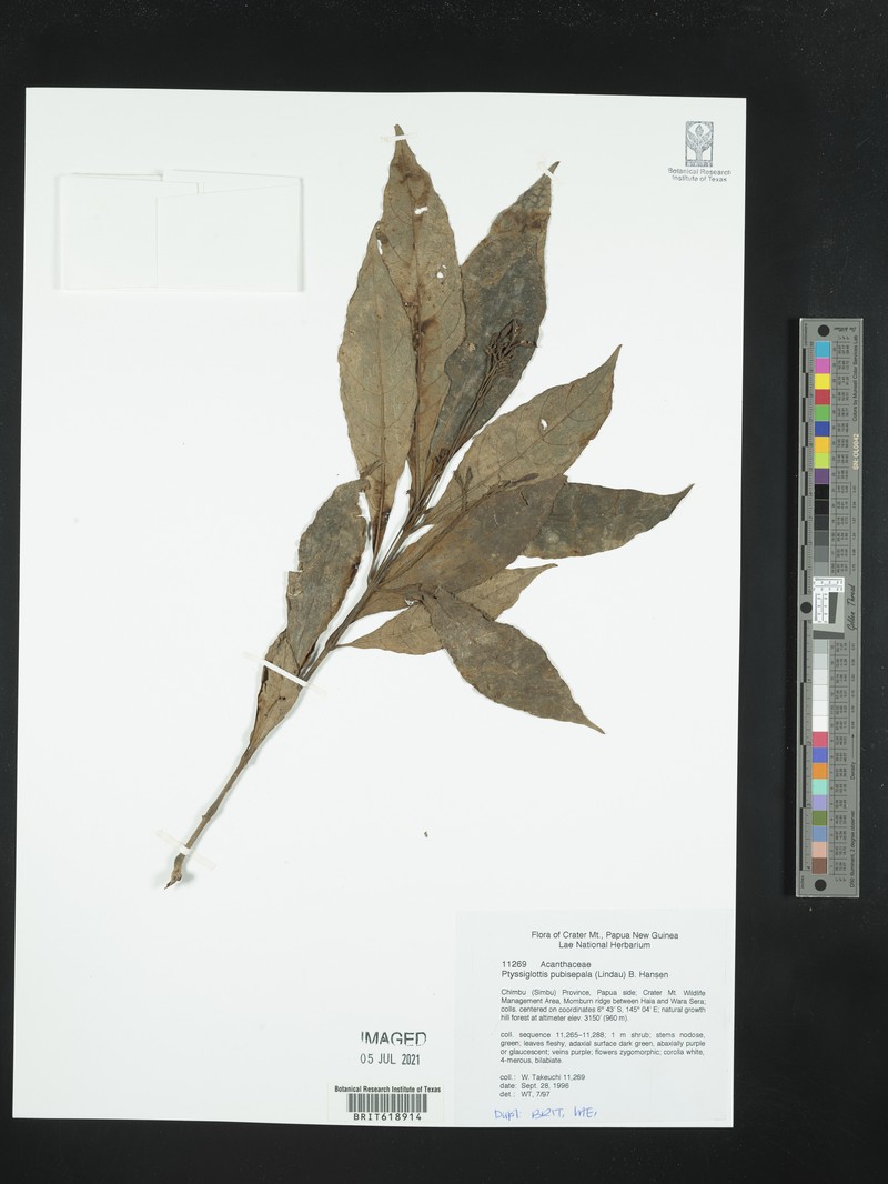 Ptyssiglottis pubisepala photo 4