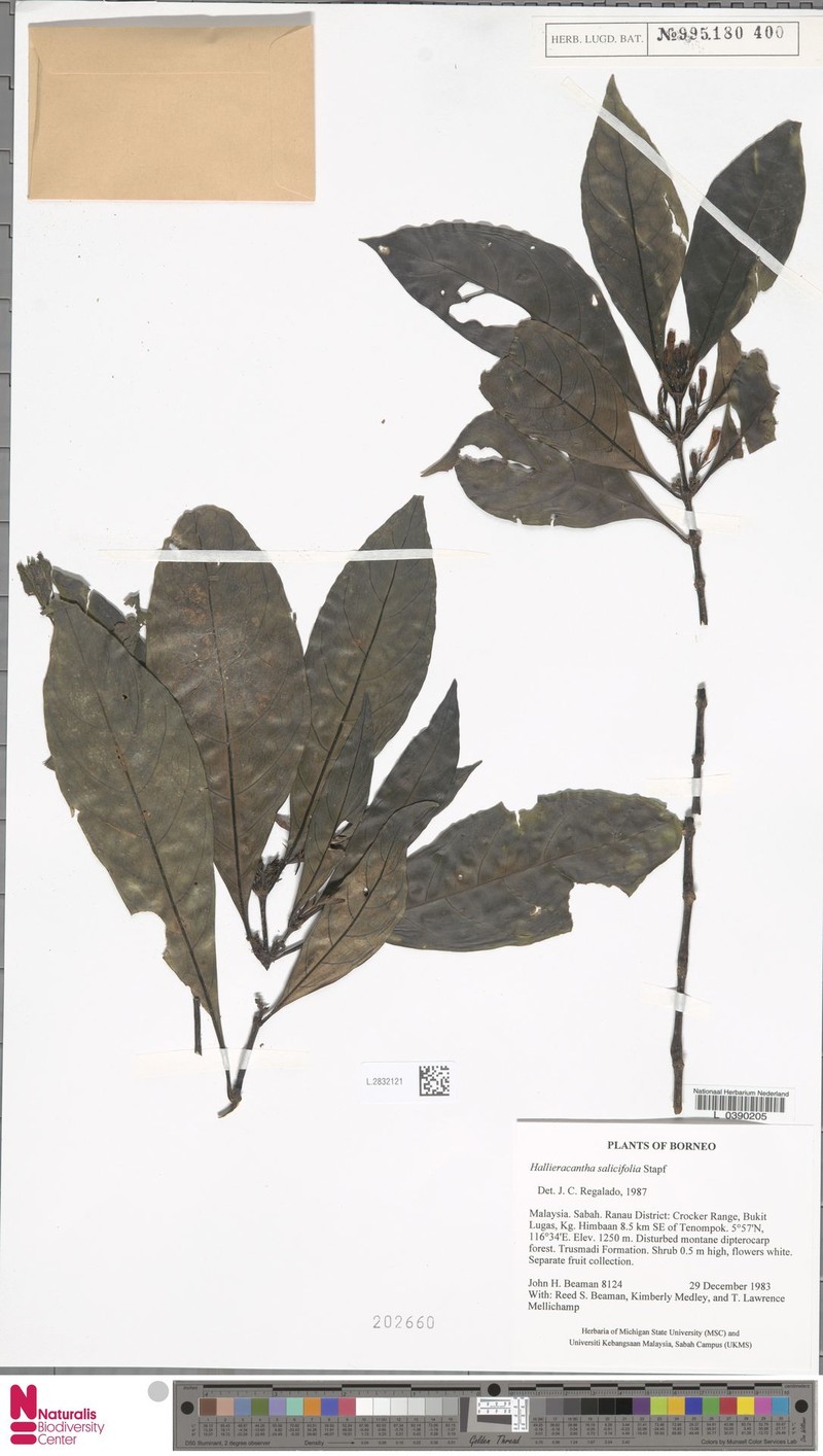 Ptyssiglottis salicifolia