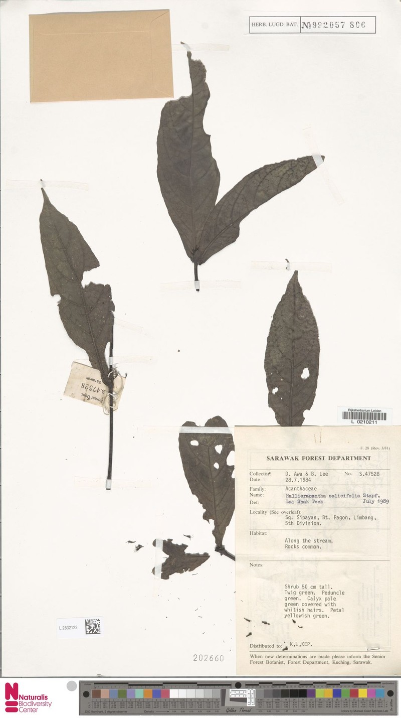Ptyssiglottis salicifolia photo 2