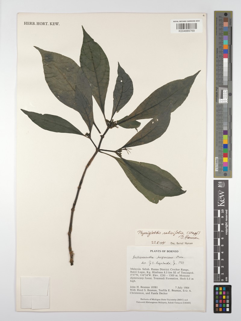 Ptyssiglottis salicifolia photo 3