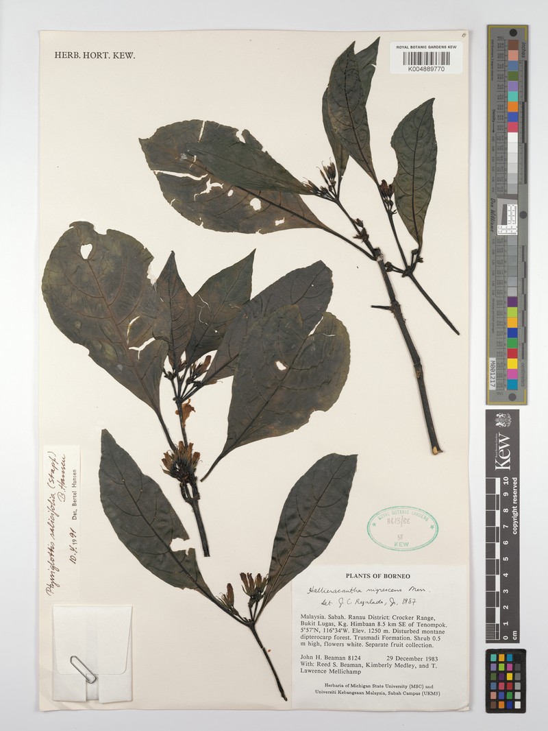 Ptyssiglottis salicifolia photo 4