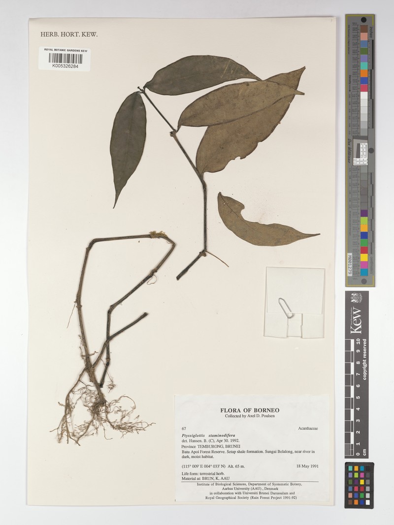 Ptyssiglottis staminodifera