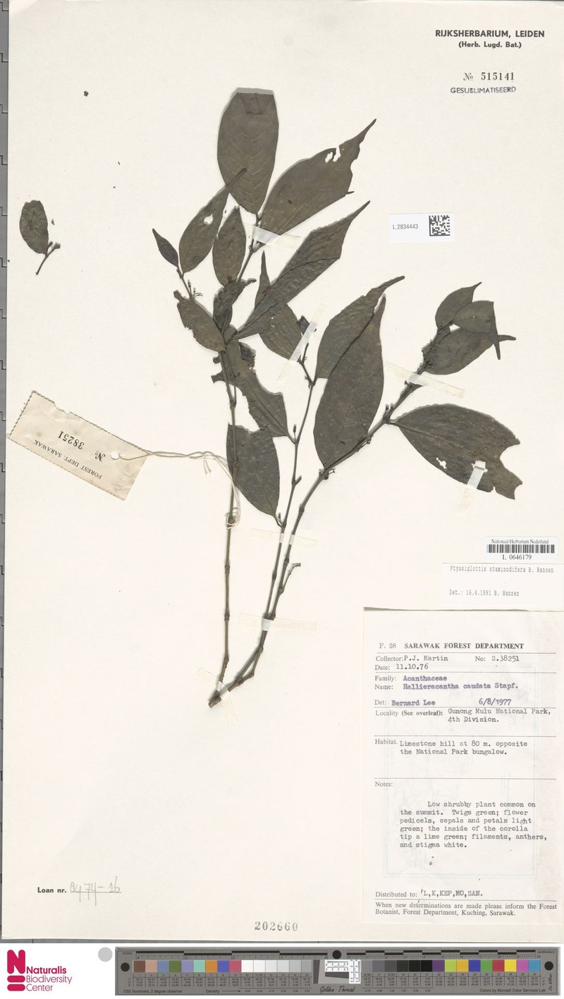 Ptyssiglottis staminodifera photo 2