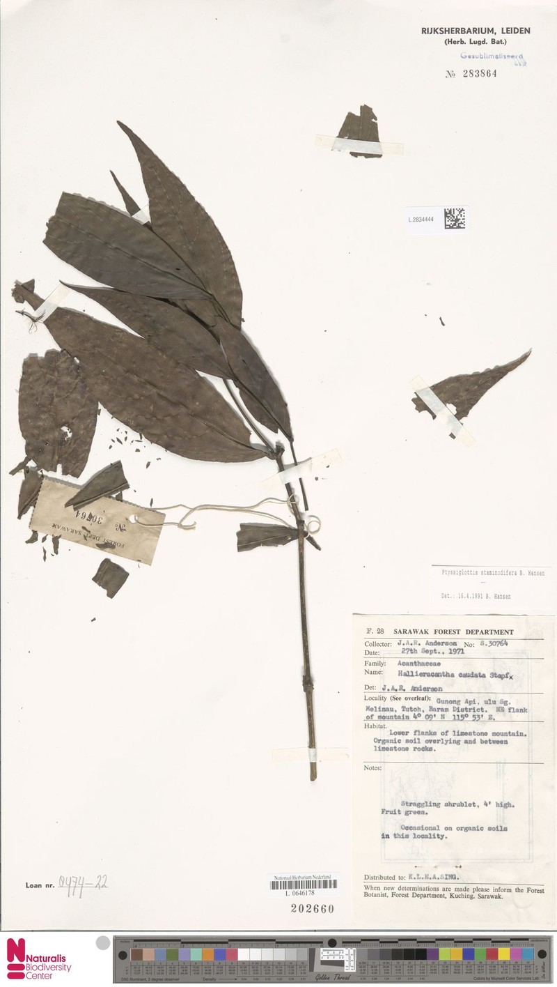 Ptyssiglottis staminodifera photo 3