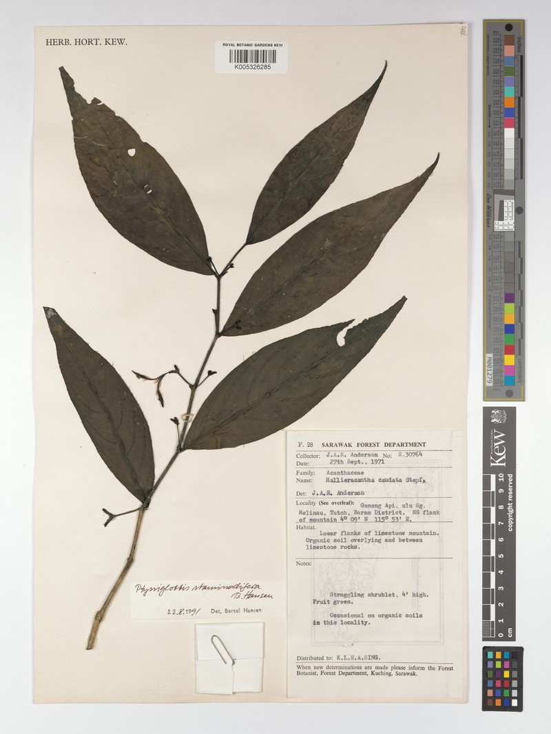 Ptyssiglottis staminodifera photo 4