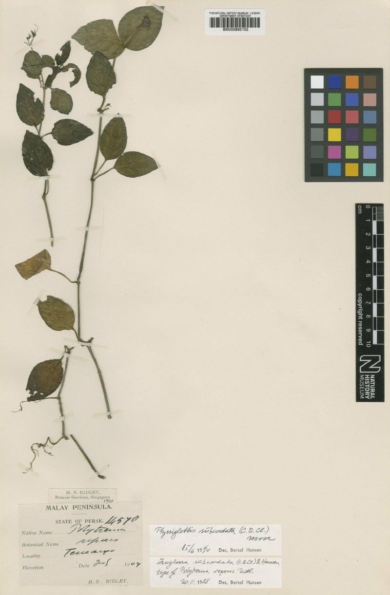 Ptyssiglottis subcordata