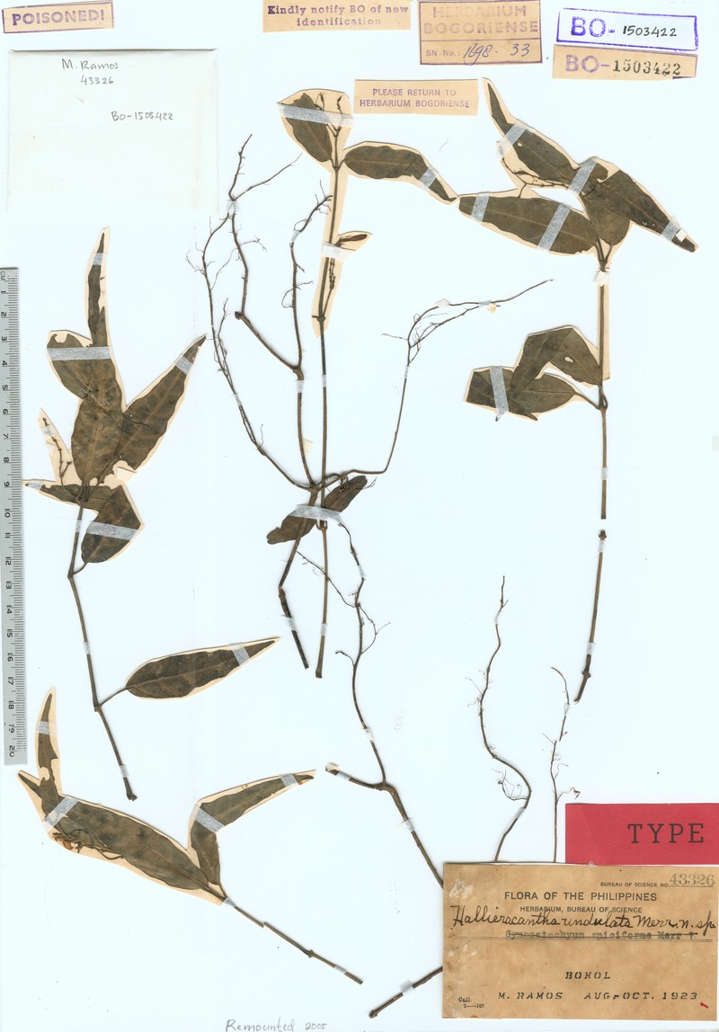 Ptyssiglottis undulata