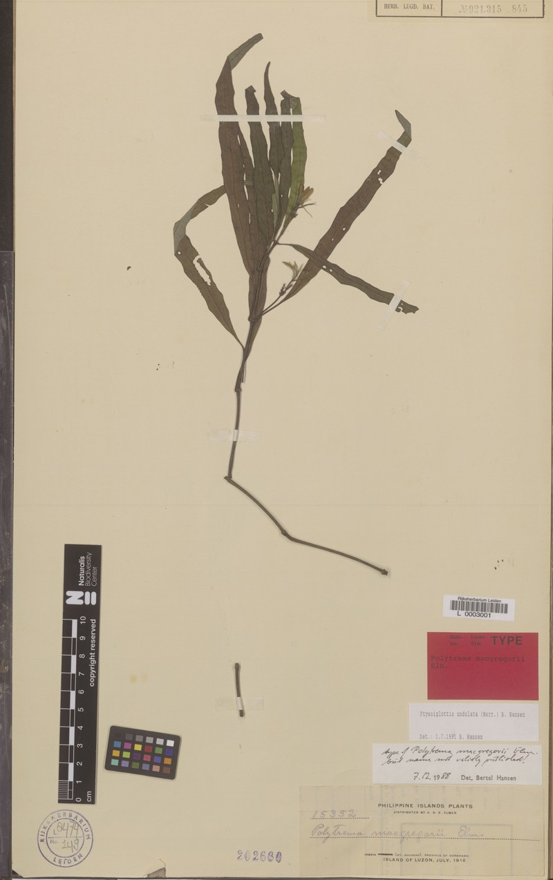 Ptyssiglottis undulata photo 2