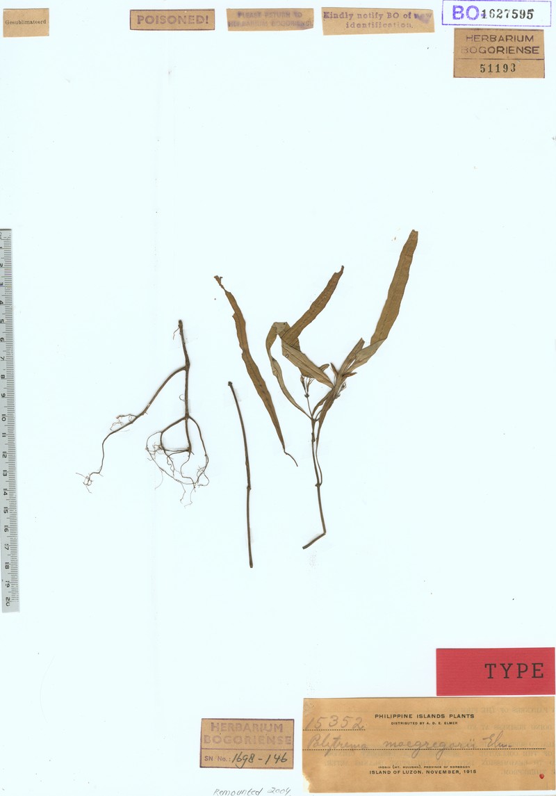 Ptyssiglottis undulata photo 3