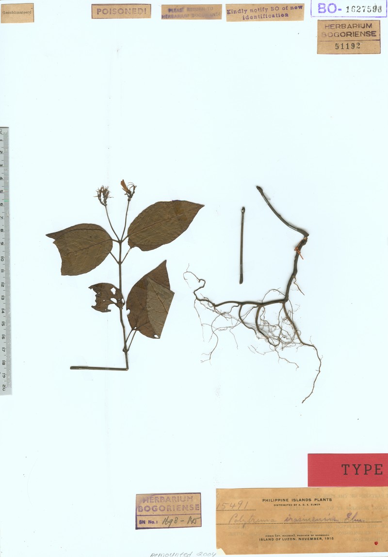 Ptyssiglottis undulata photo 4