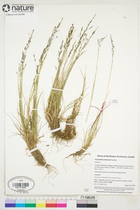 Anderson's Alkaligrass