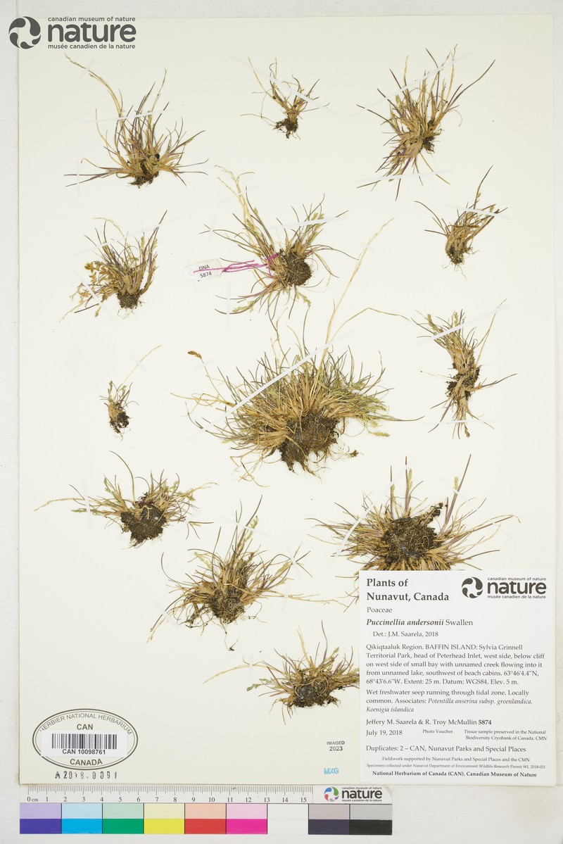 Anderson's Alkaligrass photo 2