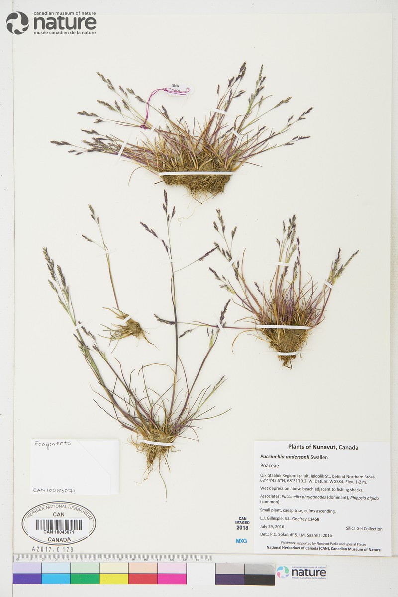 Anderson's Alkaligrass photo 3