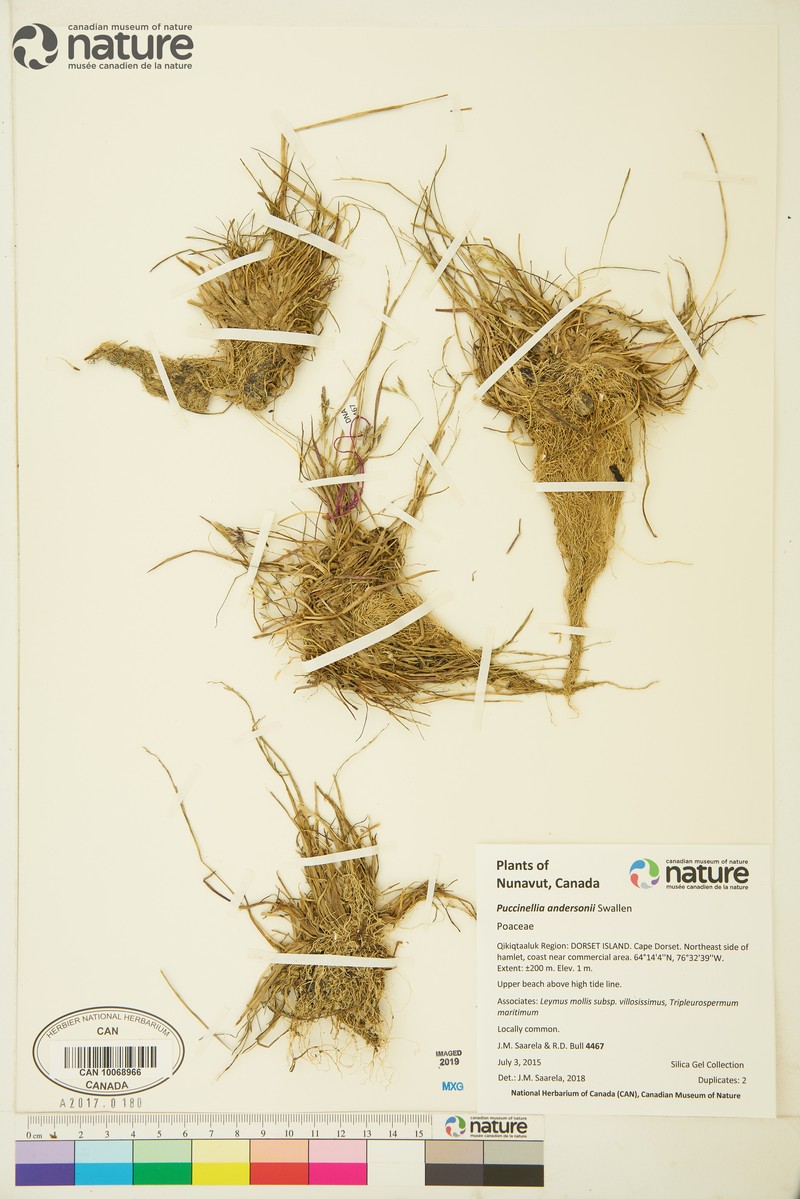 Anderson's Alkaligrass photo 4