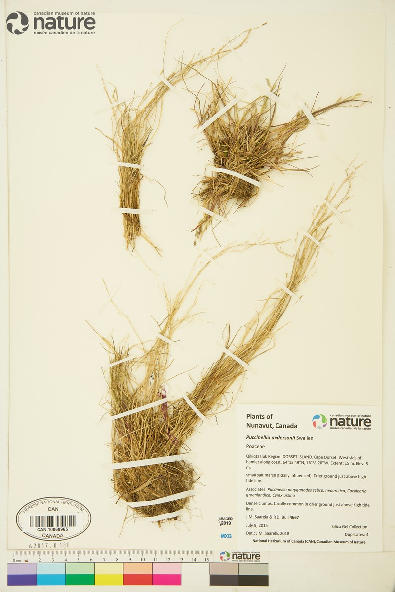 Anderson's Alkaligrass photo 5