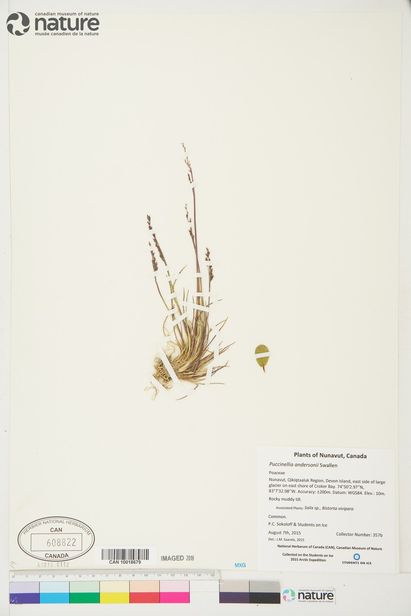 Anderson's Alkaligrass photo 6