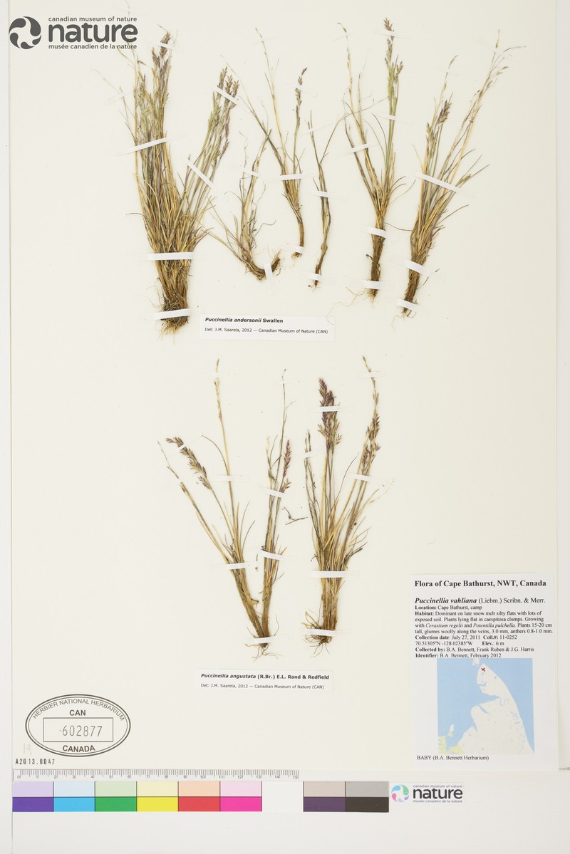 Anderson's Alkaligrass photo 7