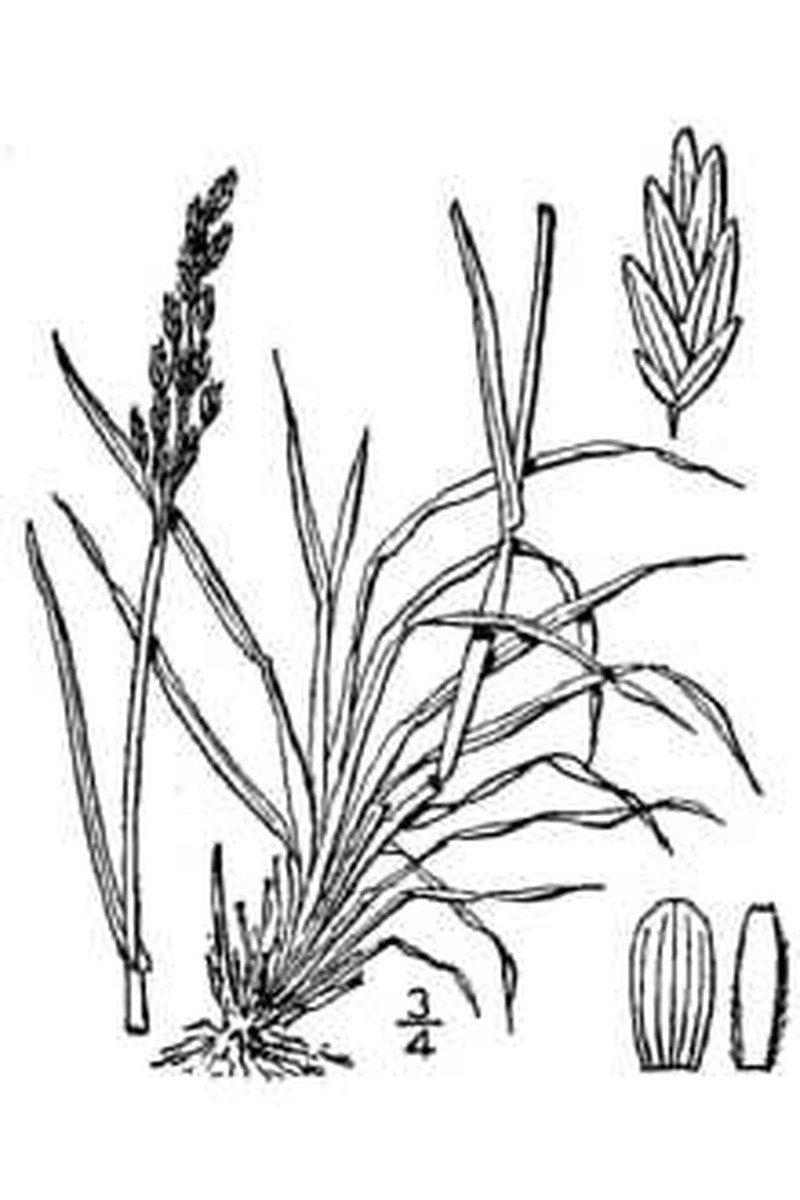 Narrow Alkaligrass