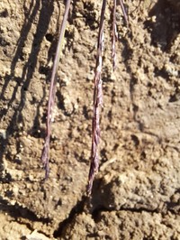 Narrow Alkaligrass