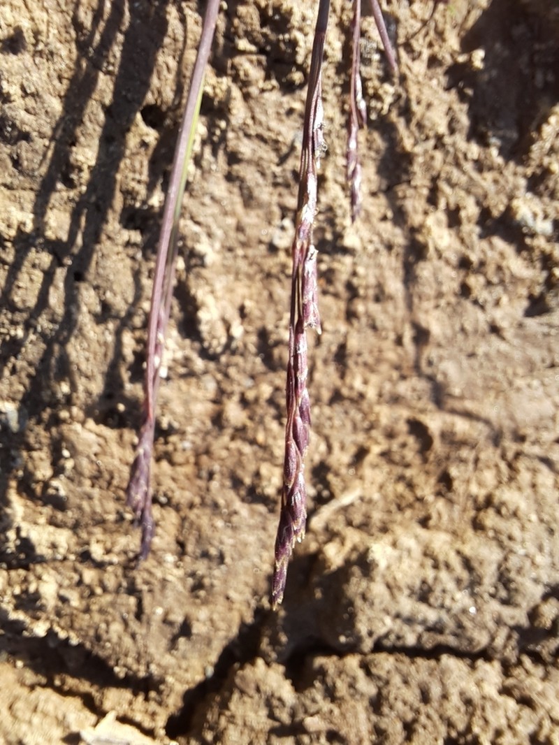 Narrow Alkaligrass