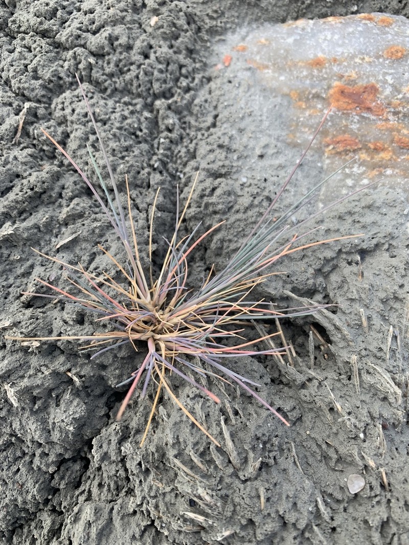 Narrow Alkaligrass photo 2