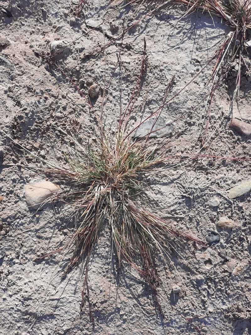 Narrow Alkaligrass photo 3
