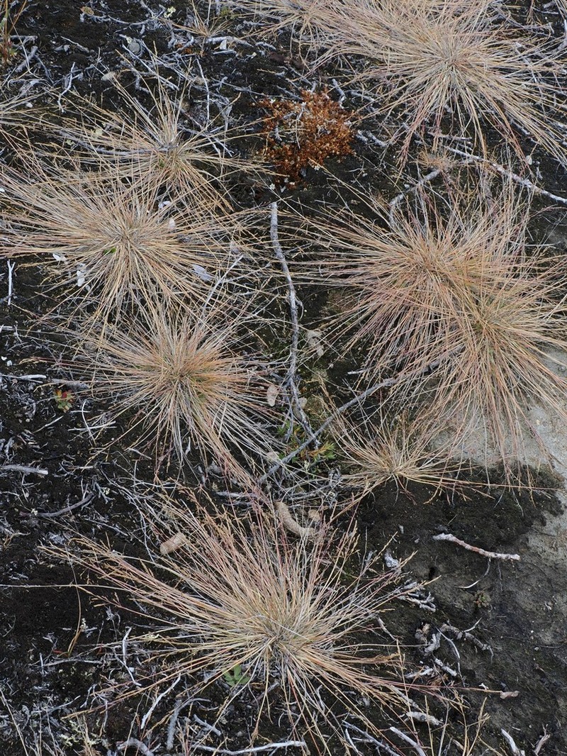 Narrow Alkaligrass photo 4