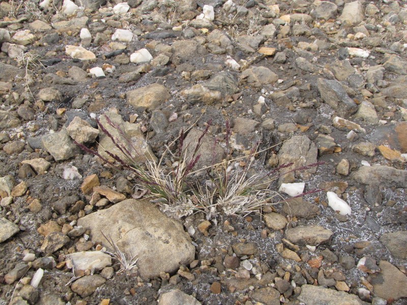 Narrow Alkaligrass photo 5