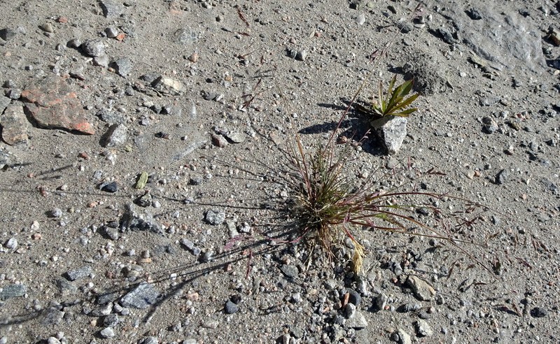 Narrow Alkaligrass photo 6