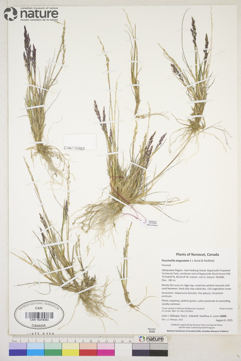 Narrow Alkaligrass photo 8