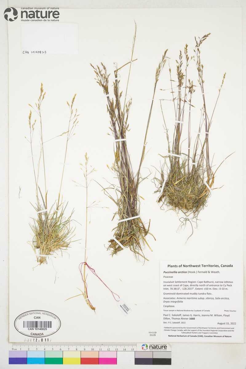Bent Alkaligrass photo 3