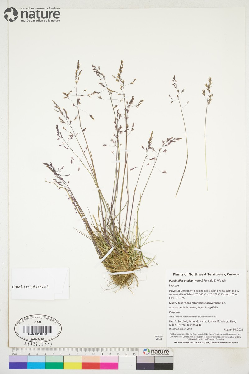Bent Alkaligrass photo 4