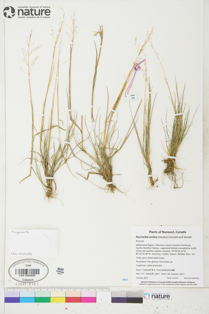 Bent Alkaligrass photo 5