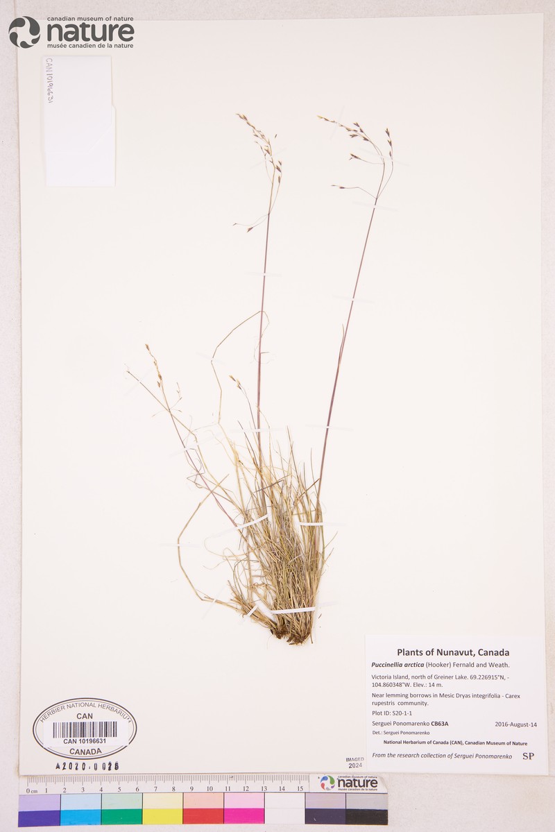 Bent Alkaligrass photo 8