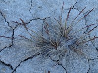 Arctic Alkaligrass